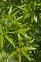 Willow Oak (Quercus phellos) at A Very Successful Garden Center