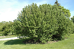 Upright Cornelian Cherry Dogwood (Cornus mas 'Pyramidalis') at A Very Successful Garden Center