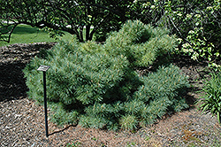 Dwarf Blue Eastern White Pine (Pinus strobus 'Glauca Nana') at A Very Successful Garden Center