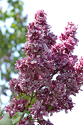 Adelaide Dunbar Lilac (Syringa vulgaris 'Adelaide Dunbar') at Stonegate Gardens