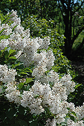 Manchurian Lilac (Syringa pubescens) at A Very Successful Garden Center