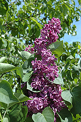 Zulu Lilac (Syringa vulgaris 'Zulu') at Stonegate Gardens