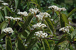 Tea Viburnum (Viburnum setigerum) at Lakeshore Garden Centres
