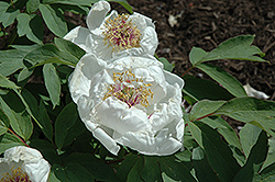 Delicately Fragrant White Tree Peony (Paeonia suffruticosa 'Delicately Fragrant White') at Lakeshore Garden Centres