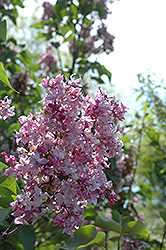 Olympiada Kolesnikova Lilac (Syringa vulgaris 'Olympiada Kolesnikova') at Lakeshore Garden Centres
