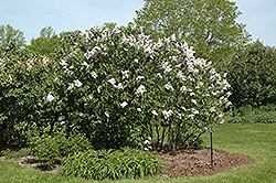 Atheline Wilbur Lilac (Syringa vulgaris 'Atheline Wilbur') at Stonegate Gardens