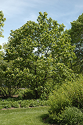 Yellow Bird Magnolia (Magnolia 'Yellow Bird') at A Very Successful Garden Center