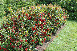 Crimson Beauty Flowering Quince (Chaenomeles x superba 'Crimson Beauty') at A Very Successful Garden Center