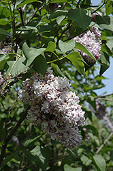Thunberg Lilac (Syringa vulgaris 'Thunberg') at A Very Successful Garden Center