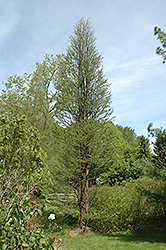 Prairie Sentinel Baldcypress (Taxodium distichum 'Prairie Sentinel') at Stonegate Gardens