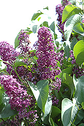 Roi Albert Lilac (Syringa vulgaris 'Roi Albert') at A Very Successful Garden Center