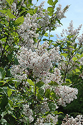 Manchurian Lilac (Syringa velutina 'var. venosa') at Stonegate Gardens