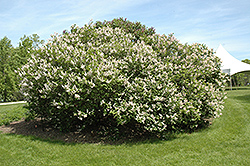 Manchurian Lilac (Syringa velutina 'var. venosa') at Lakeshore Garden Centres