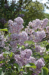 Maurice Barres Lilac (Syringa vulgaris 'Maurice Barres') at A Very Successful Garden Center