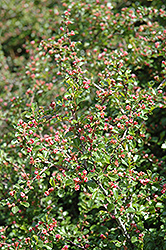 Cranberry Cotoneaster (Cotoneaster apiculatus) at The Mustard Seed