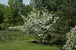 Welch Flowering Dogwood (Cornus florida 'Welchii') at A Very Successful Garden Center