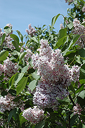 Waldeck-Rousseau Lilac (Syringa vulgaris 'Waldeck-Rousseau') at A Very Successful Garden Center