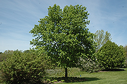 Commemoration Sugar Maple (Acer saccharum 'Commemoration') at A Very Successful Garden Center