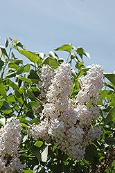 Pat Pesata Lilac (Syringa vulgaris 'Pat Pesata') at A Very Successful Garden Center
