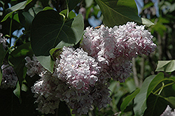 Atheline Wilbur Lilac (Syringa vulgaris 'Atheline Wilbur') at A Very Successful Garden Center