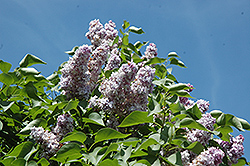 Michel Buchner Lilac (Syringa vulgaris 'Michel Buchner') at A Very Successful Garden Center