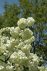 Grandiflorum Doublefile Viburnum (Viburnum plicatum 'Grandiflorum') at Stonegate Gardens