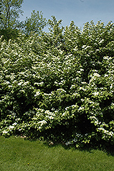 Rotundifolium Doublefile Viburnum (Viburnum plicatum 'Rotundifolium') at A Very Successful Garden Center
