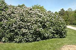 Late Lilac (Syringa villosa) at A Very Successful Garden Center