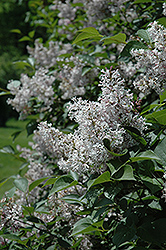 Late Lilac (Syringa villosa) at A Very Successful Garden Center