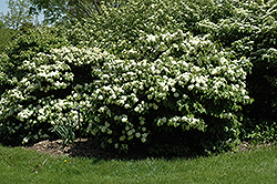 Leach's Compact Doublefile Viburnum (Viburnum plicatum 'Leach's Compact') at A Very Successful Garden Center