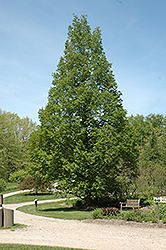 National Dawn Redwood (Metasequoia glyptostroboides 'National') at Stonegate Gardens