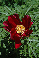 Early Scout Peony (Paeonia 'Early Scout') at Lakeshore Garden Centres