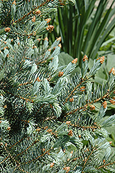Blue Mesa Blue Spruce (Picea pungens 'Blue Mesa') at A Very Successful Garden Center