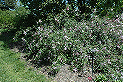 Hers Manchurian Lilac (Syringa pubescens 'Hers') at A Very Successful Garden Center
