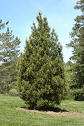Rowe Arboretum Lacebark Pine (Pinus bungeana 'Rowe Arboretum') at Lakeshore Garden Centres