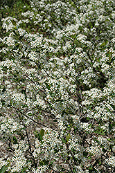 Iroquois Beauty Black Chokeberry (Aronia melanocarpa 'Morton') at Stonegate Gardens