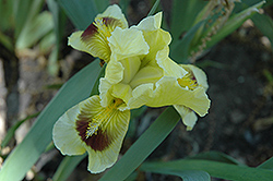 Ritz Iris (Iris pumila 'Ritz') at A Very Successful Garden Center