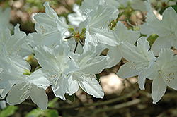 White Korean Azalea (Rhododendron yedoense 'Album') at A Very Successful Garden Center
