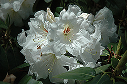 Dora Amateis Rhododendron (Rhododendron 'Dora Amateis') at A Very Successful Garden Center