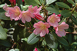 Bali Rhododendron (Rhododendron 'Bali') at A Very Successful Garden Center