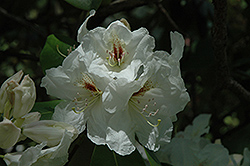 Edmond Amateis Rhododendron (Rhododendron 'Edmond Amateis') at A Very Successful Garden Center