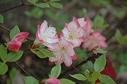 Apple Blossom Azalea (Rhododendron 'Apple Blossom') at A Very Successful Garden Center