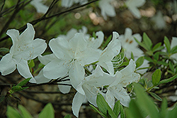 Mucronatum Azalea (Rhododendron mucronatum) at Stonegate Gardens
