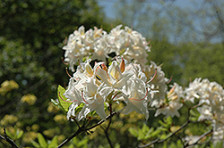Byron Rhododendron (Rhododendron 'Byron') at A Very Successful Garden Center