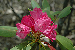 Catalina Rhododendron (Rhododendron 'Catalina') at A Very Successful Garden Center