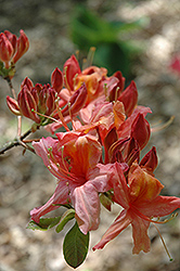 Beaulieu Rhododendron (Rhododendron 'Beaulieu') at Stonegate Gardens