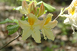 Marina Azalea (Rhododendron 'Marina') at A Very Successful Garden Center