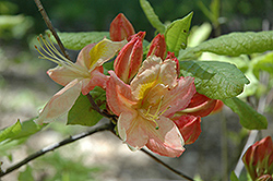 Mary Claire Azalea (Rhododendron 'Mary Claire') at Lakeshore Garden Centres