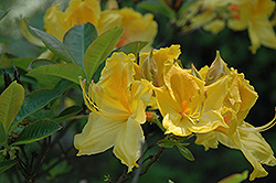King Midas Azalea (Rhododendron 'King Midas') at A Very Successful Garden Center