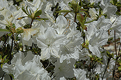 Deseree Rhododendron (Rhododendron mucronulatum 'Deseree') at A Very Successful Garden Center